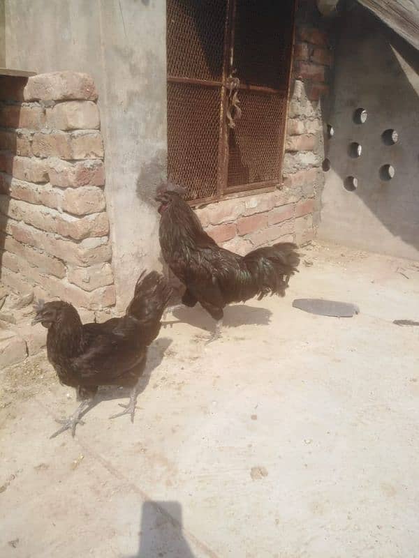 Ayam cemani beautiful pair 0