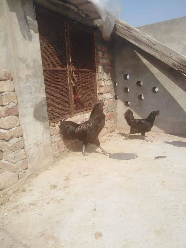 Ayam cemani beautiful pair 1