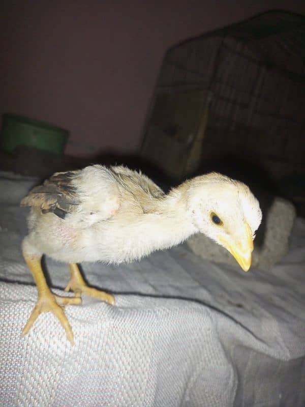 high  quality aseel lakha chicks 6