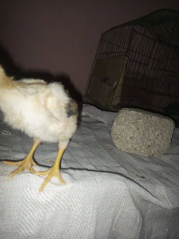 high  quality aseel lakha chicks 7