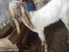 makhi china Nar qurbani lagy ga 03102644321