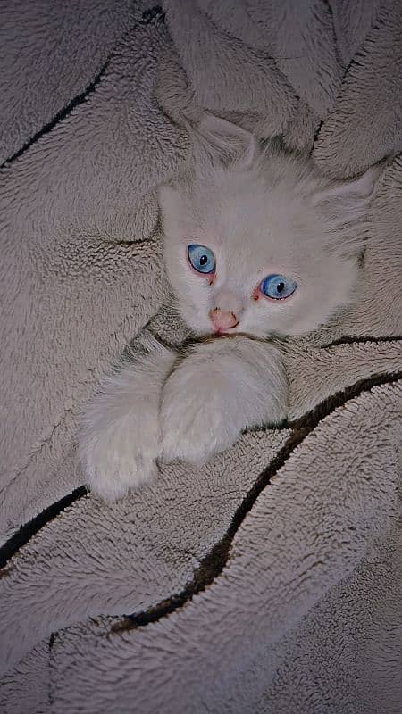 female kitten blue eyes double coated 0