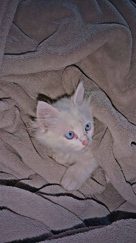 female kitten blue eyes double coated 1