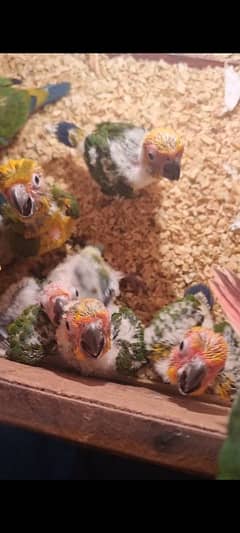 sun conure chicks/read description