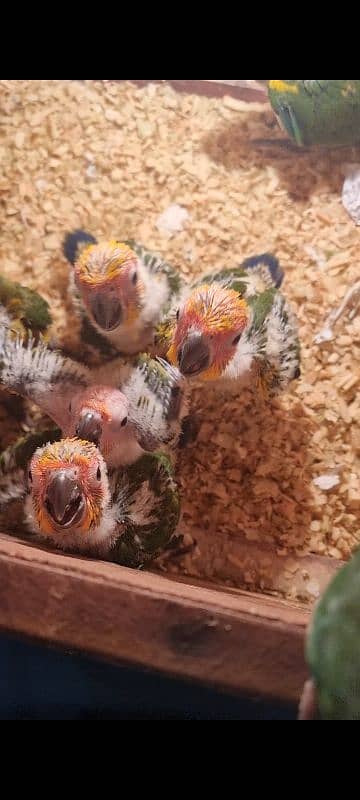 sun conure chicks 1