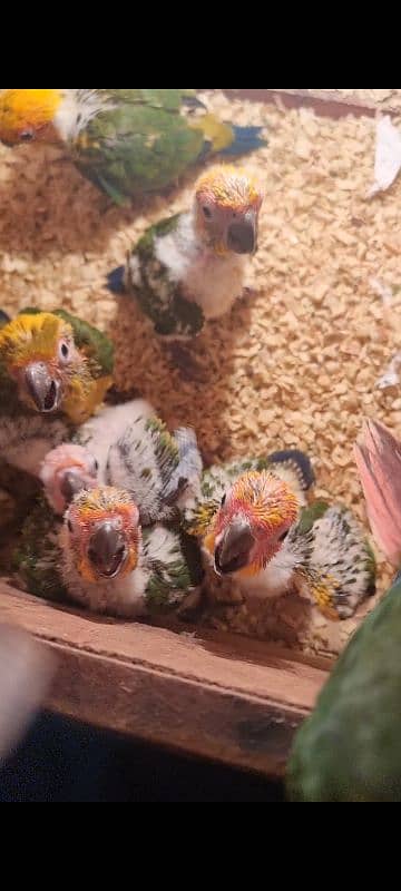 sun conure chicks 2