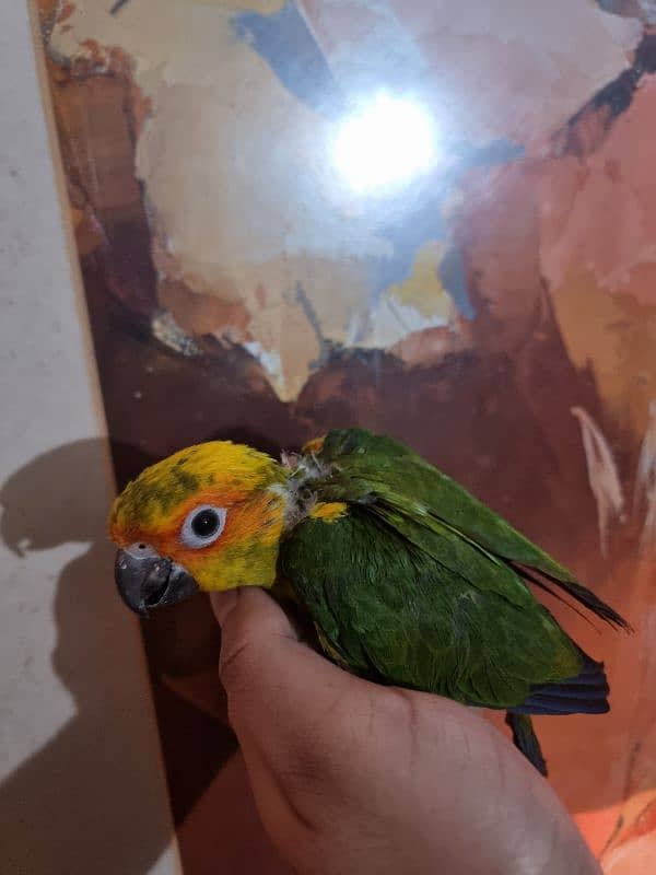 sun conure chicks 3