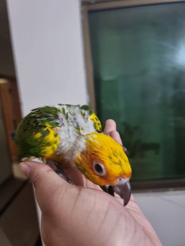 sun conure chicks 4