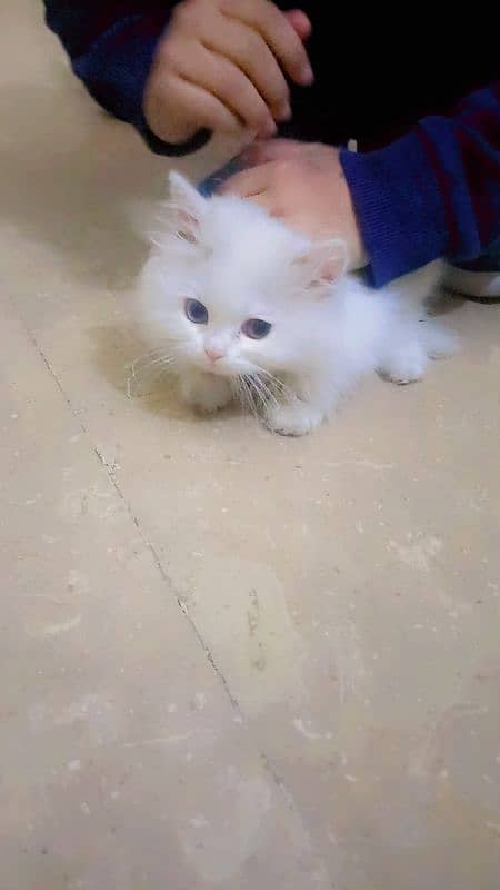 Persian cat 1