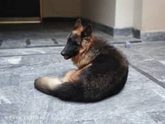 German Shepherd Female (Triple Coat)