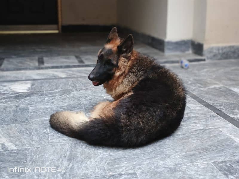 German Shepherd Female (Triple Coat) 0