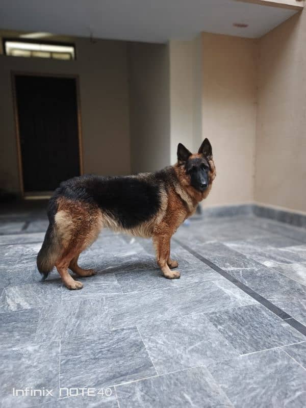 German Shepherd Female (Triple Coat) 1