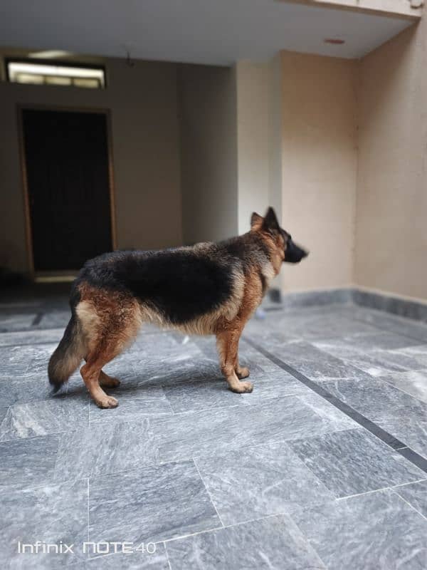 German Shepherd Female (Triple Coat) 3