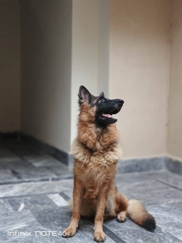 German Shepherd Female (Triple Coat) 4