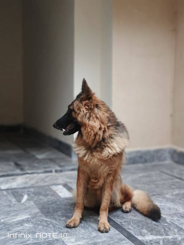 German Shepherd Female (Triple Coat) 5