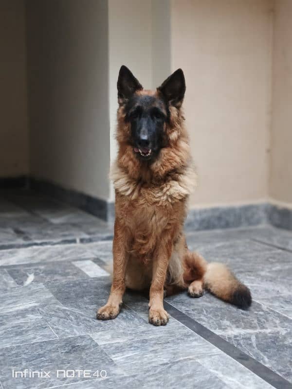 German Shepherd Female (Triple Coat) 6