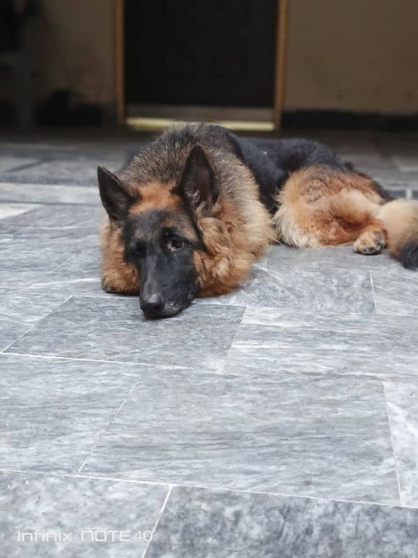 German Shepherd Female (Triple Coat) 7