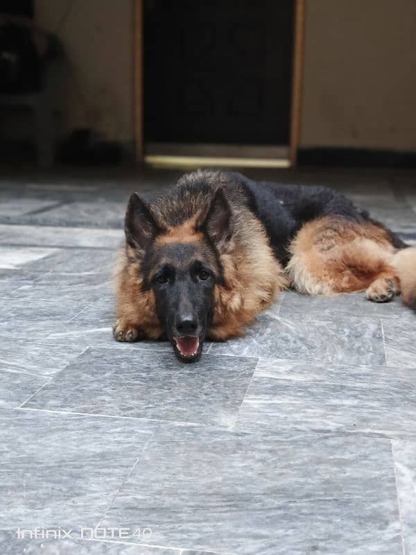 German Shepherd Female (Triple Coat) 8