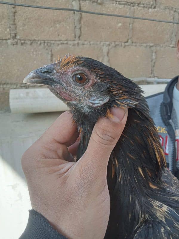 Thai or ayam cemani cross pair 0