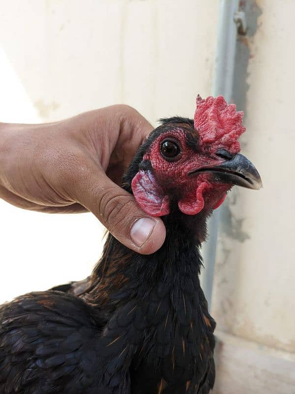 Thai or ayam cemani cross pair 6