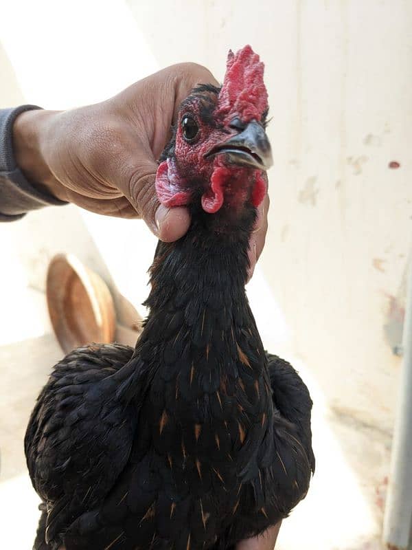 Thai or ayam cemani cross pair 7