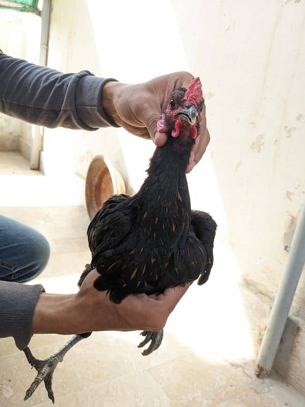 Thai or ayam cemani cross pair 8