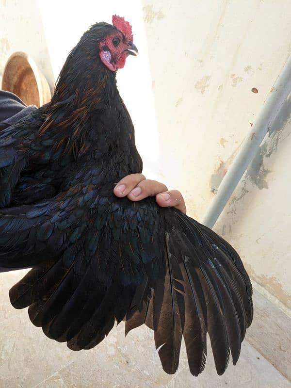 Thai or ayam cemani cross pair 9