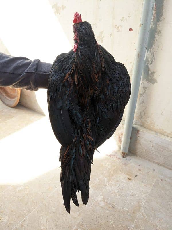 Thai or ayam cemani cross pair 11