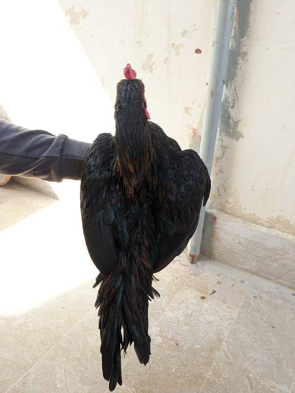 Thai or ayam cemani cross pair 12