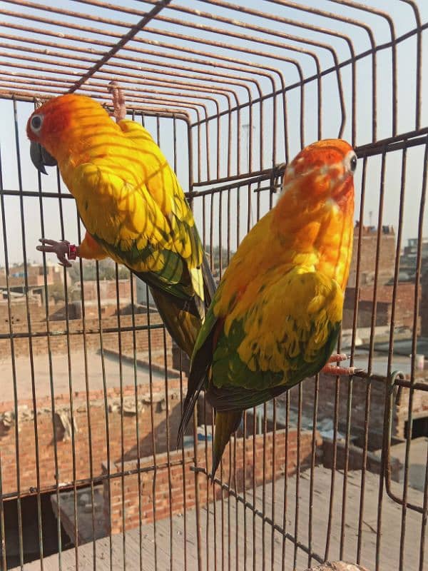 sun conure 5