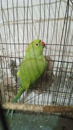 parrot