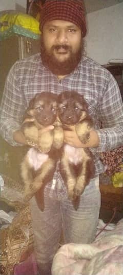 black German Shepherd puppy / GSD dog /long coat puppies / german dog