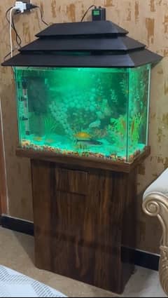 New Fish Aquarium Urgent sale