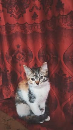 Persian kitten / Animals