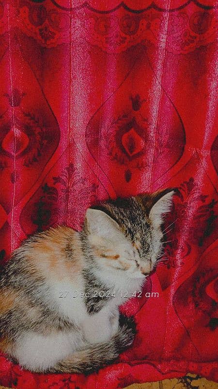 Persian kitten / Animals 1