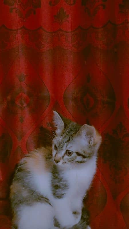 Persian kitten / Animals 2