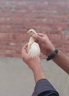 white heera chicks for sale