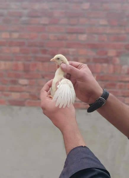 white heera chicks for sale 0