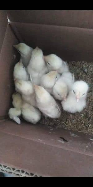 white heera chicks for sale 1