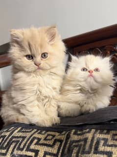 Persian pair for sale (TRAINED)