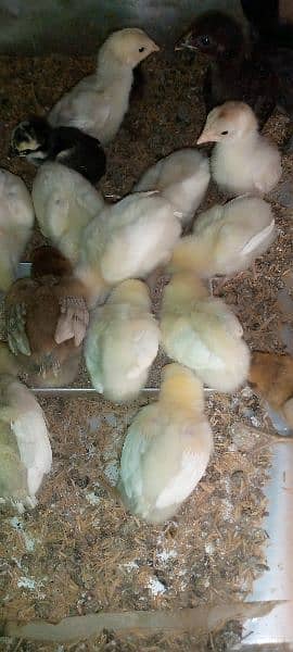 white heera chicks for sale 2