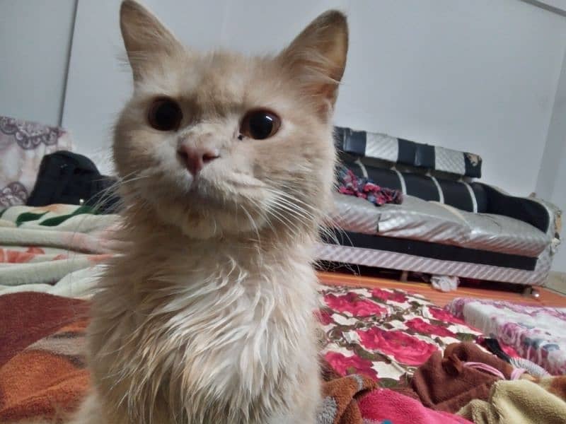 Persian male cat 0