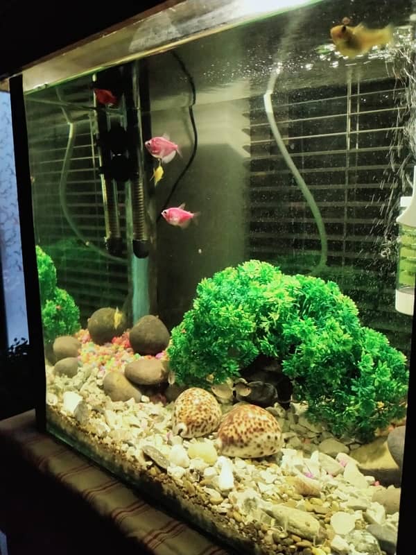 Fish tank 4