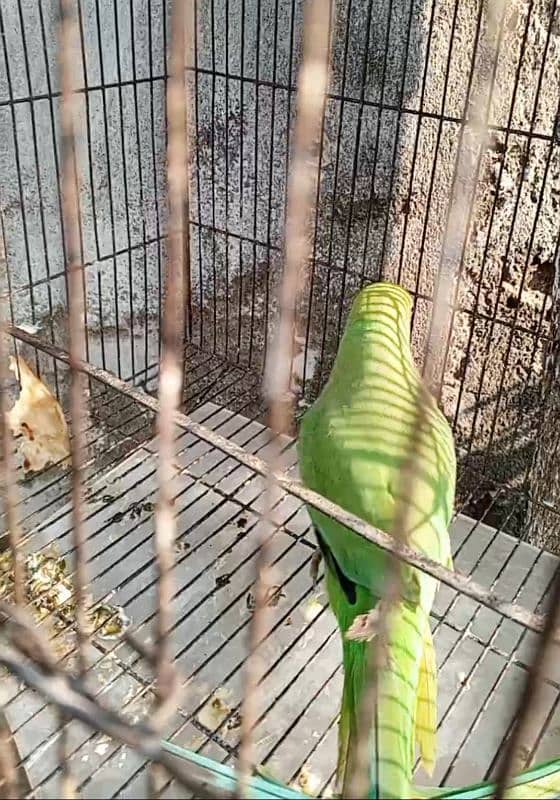 GreenRingneck female 4 year 0