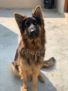 German Shepherd DoG double coated