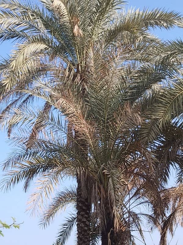 Date Palm Trees (Khajoor) 0