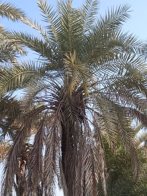 Date Palm Trees (Khajoor) 1