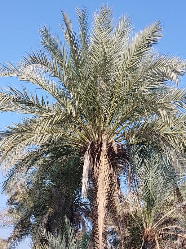 Date Palm Trees (Khajoor) 2