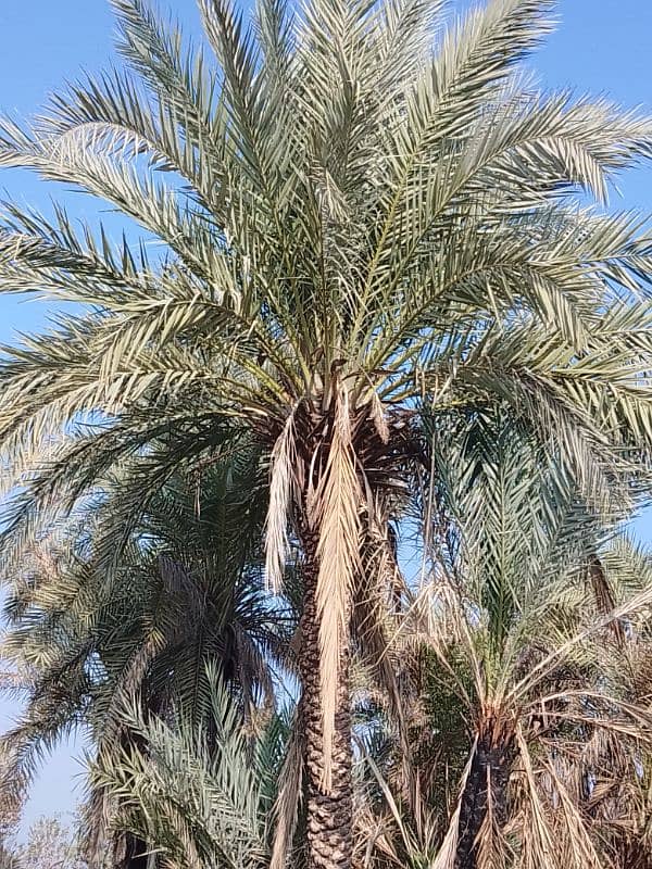 Date Palm Trees (Khajoor) 3