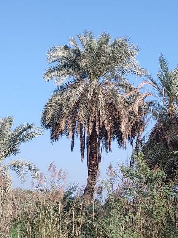 Date Palm Trees (Khajoor) 4